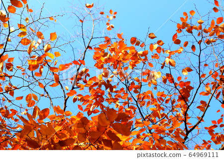 Beautiful autumn leaves 64969111