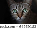 Close-up of eyes of Asian cats on black 64969182