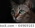 Close-up of an Asian cat with eyes at an angle 64969183