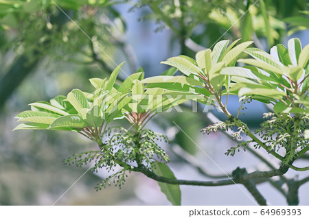 Yuzuriha Yuzuriha 64969393