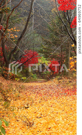 美麗的秋葉 64969752