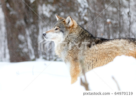 Close-up of focused alpha male wolf in the snow in beautiful winter forest Close-up of focused alpha male wolf in the snow in beautiful winter forest 64970119