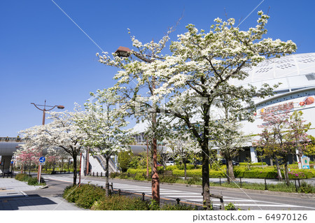 Vantelin圓頂名古屋名古屋巨蛋和花見月 64970126