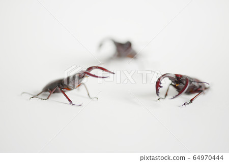 鋸齒雄鹿白色背景昆蟲昆蟲生物暑假 鋸齒雄鹿白色背景昆蟲昆蟲生物暑假 64970444