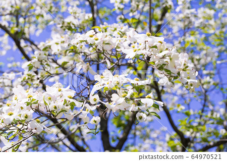 白山茱and和藍天 白山茱and和藍天 64970521