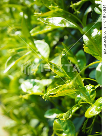 明星茉莉花 64970634