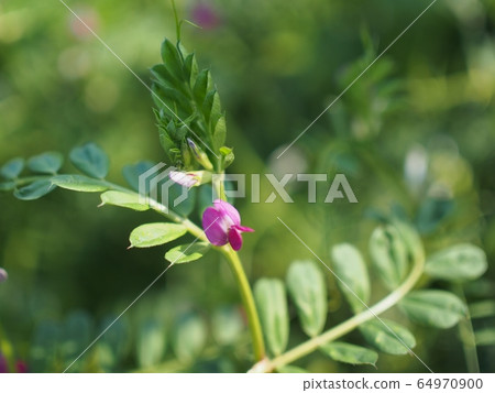 Field pea blooming in the field 64970900