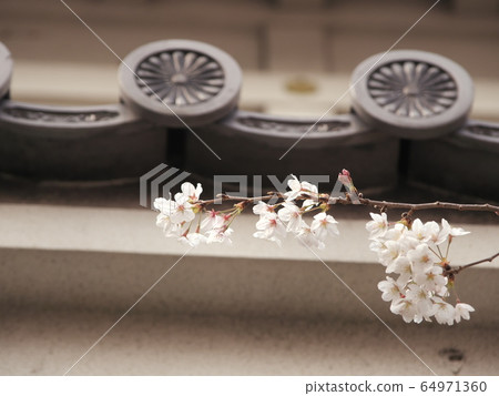 Iwasaki Castle, a cherry blossom viewing tower 64971360