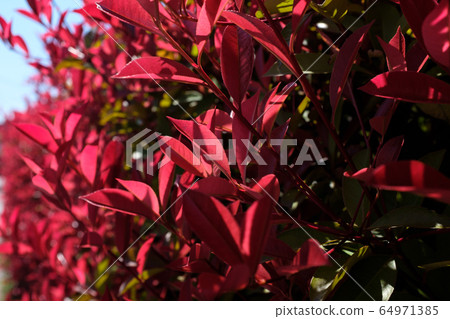 貝尼卡納回憶錄Ha木的紅葉透射光a-1 64971385