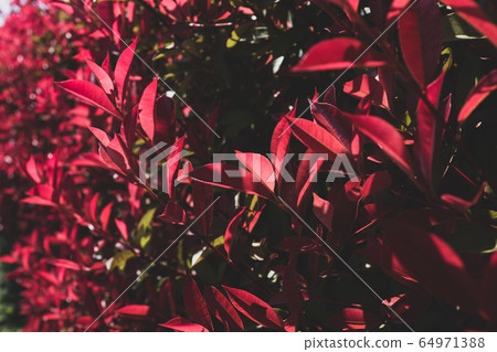 Benicana記憶H-2紅葉透射光b-2啞光效果 64971388