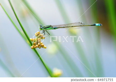 Ao montitonbo 64971755