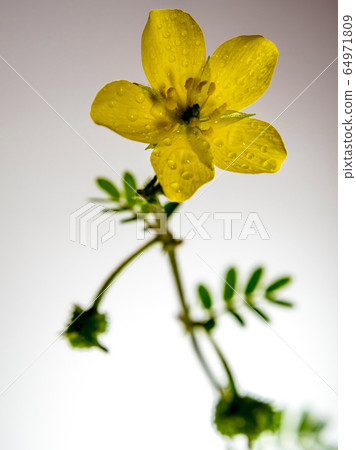 Isolated Yellow flower of small caltrops weed Isolated Yellow flower of small caltrops weed 64971809