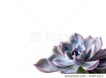 Succulent plant close up fresh leaves detail of Echeveria plant Succulent plant close up fresh leaves detail of Echeveria plant 64971811