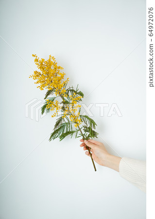 Mimosa flower still life image photo Fusa acacia yellow Mimosa flower still life image photo Fusa acacia yellow 64972076