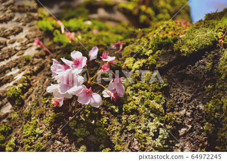 Cherry tree trunk and flowers Cherry tree trunk and flowers 64972245