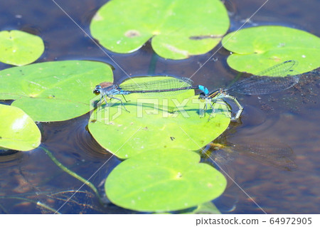 Black dragonfly (while laying eggs) Black dragonfly (while laying eggs) 64972905