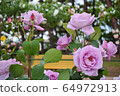 群馬Shi島公園玫瑰 64972913