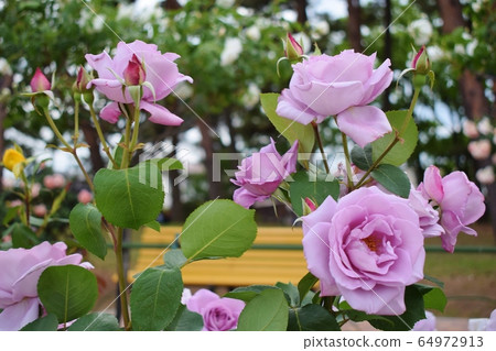 群馬Shi島公園玫瑰 64972913
