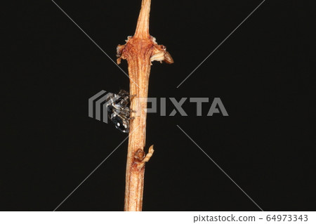 The creature Spider Shirahoshikogechahaetori, usually on the ground ... Ballooning from now on? The creature Spider Shirahoshikogechahaetori, usually on the ground ... Ballooning from now on? 64973343