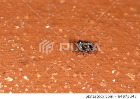 The creature is a spider, Shirahoshikogechahaetori, male. I usually move around the surface of the earth and it is hard to find it 64973345