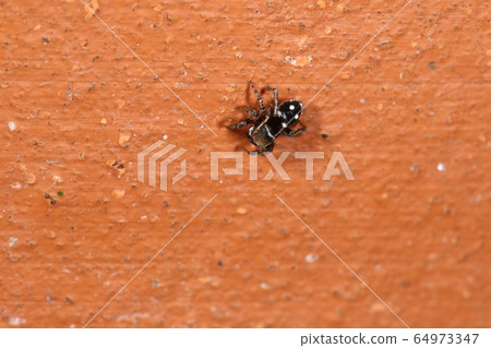 Creature spider Shirahoshikogechahaetori, April. A male sunbathing on a flowerpot? 64973347