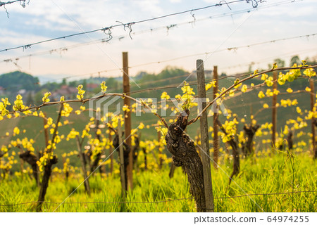 Crops of grape plants cultivated for wine. Spring 64974255