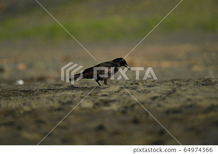 烏鴉 64974366