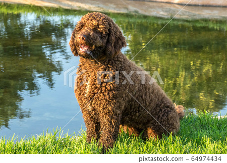 Brown Spanish Water Dog on green grass outdoor 64974434