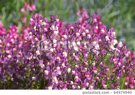 Linaria (Hime Goldfish) 64974940