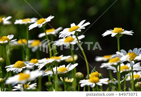 菊花Palsome（北極） 64975071