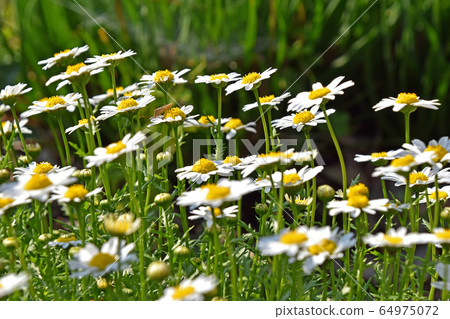 Chrysanthemum Paldsome (North Pole) 64975072