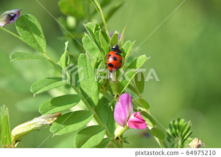 Coccinellus ladybird and crow peas 64975210