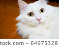 Pet cat 64975328