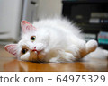Pet cat 64975329