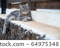 gray cat lying in the garden 64975348