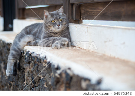 gray cat lying in the garden gray cat lying in the garden 64975348