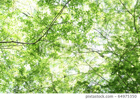 綠葉通過太陽 64975350