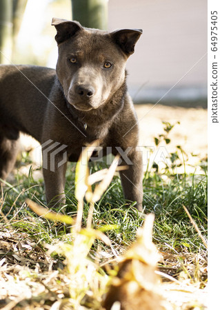 bamboo shoots for dogs