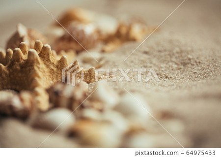 Starfish in the sand. Selective focus. Close up. 64975433