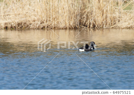 Tufted duck male Tufted duck male 64975521