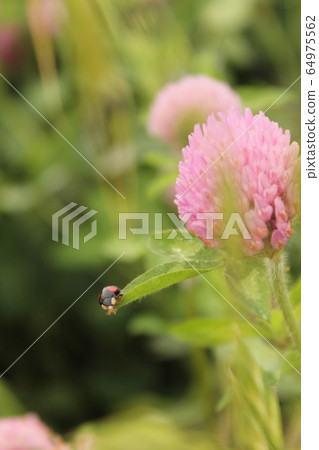 Nami ladybird and clover 64975562