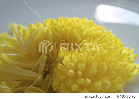 菊花菊花花食用花卉食用花卉黃色新鮮作物菜宏花瓣 64975576