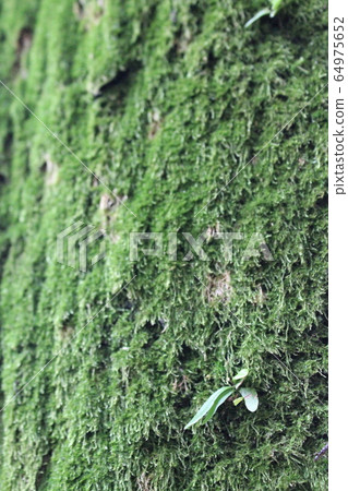 Moss and sprouts 64975652