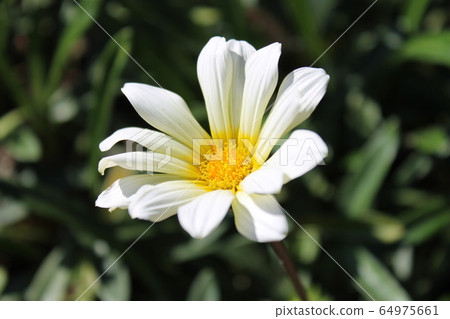 白色和黃色的花朵 64975661