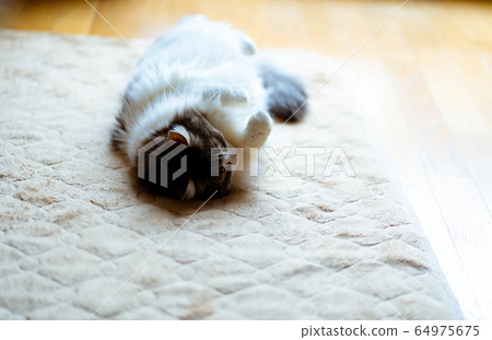 Cat relaxing on a carpet [Norwegian Forest Cat] 64975675