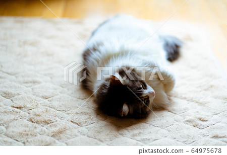 Cat relaxing on a carpet [Norwegian Forest Cat] 64975678