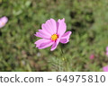 Pink Cosmos 64975810