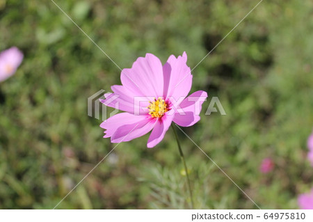 粉紅色的宇宙 64975810