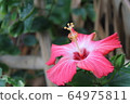 Red hibiscus 64975811