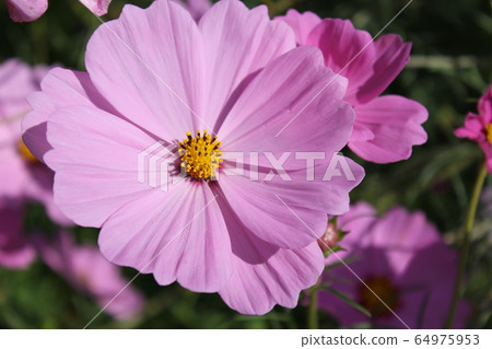 粉紅色的宇宙 64975953